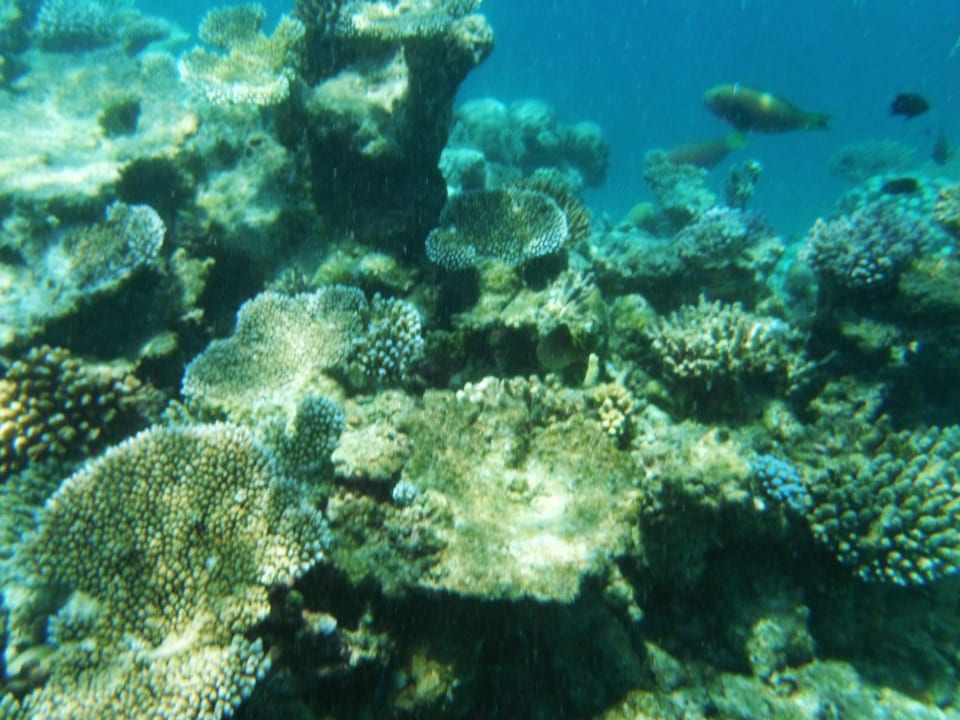 Korallen Adaaran Club Rannalhi - All Inclusive