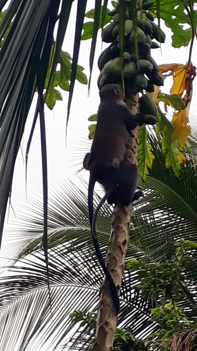 Gartenanlage Spice Island Hotel & Resort