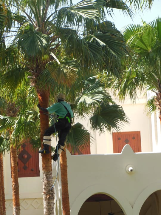 Die Palmen wurden immer bearbeitet... Hotel Riu Karamboa