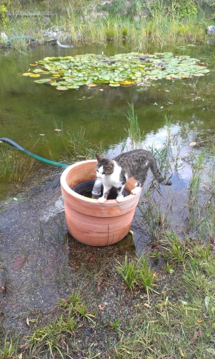 Katze geht übers Wasser  LUXGUT - OLIVIA