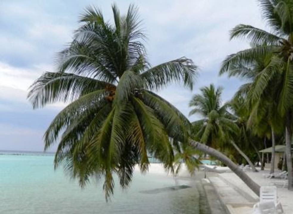 Palmen Summer Island Maldives