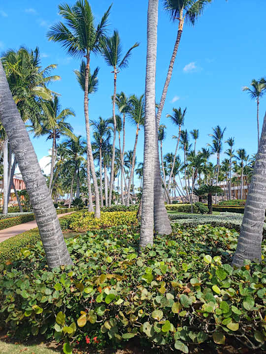 Gartenanlage Iberostar Waves Punta Cana