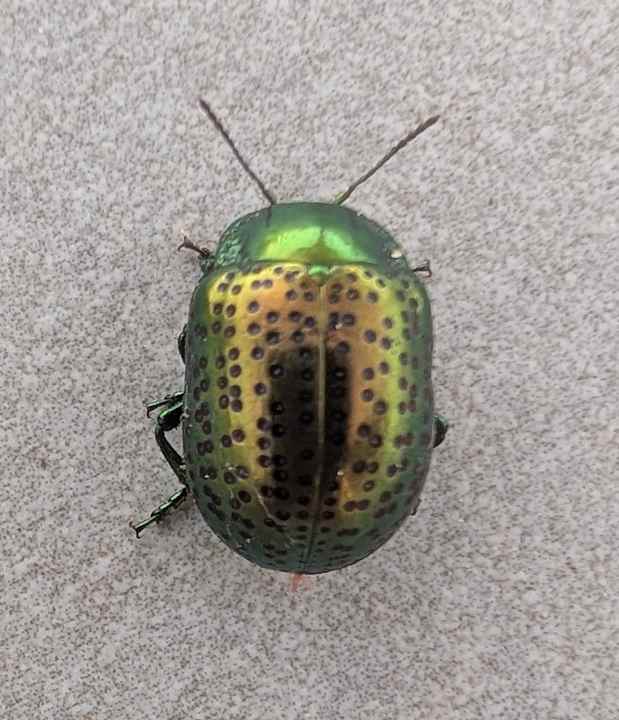 Gartenanlage Iberostar Waves Averroes