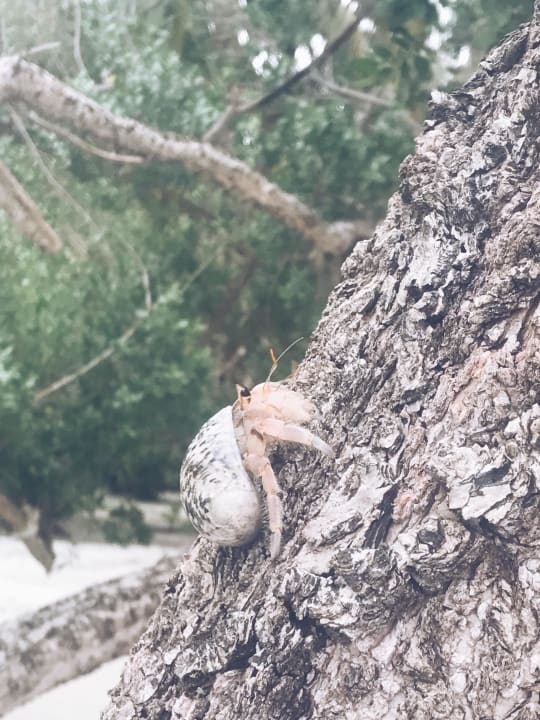 Haustier Adaaran Select Hudhuran Fushi - Premium All Inclusive