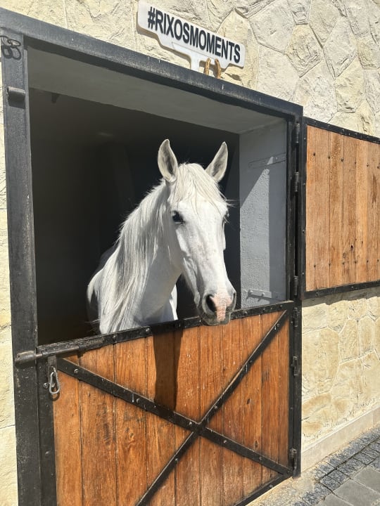 Gartenanlage Rixos Premium Magawish Suites & Villas