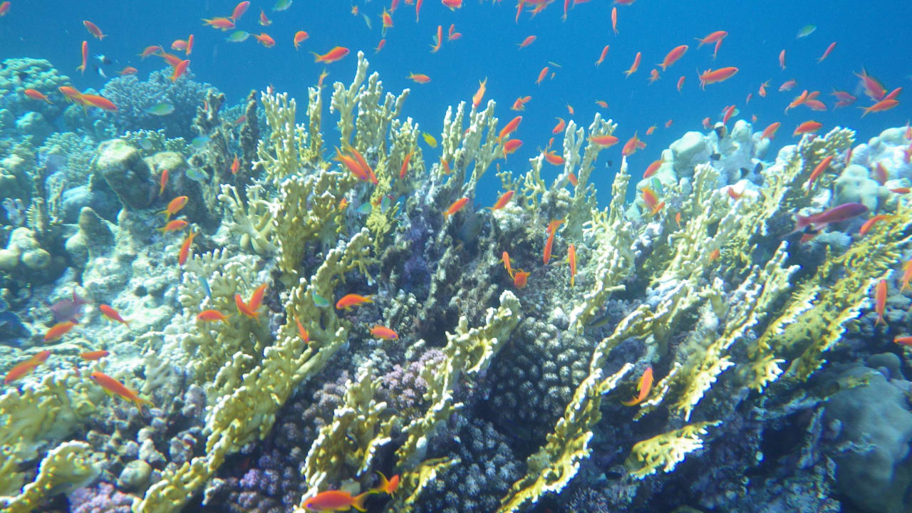 Cove under wather SUNRISE Cardina Resort