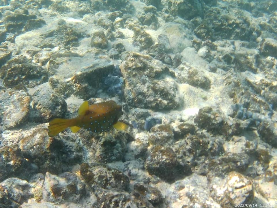 Strand Shandrani Beachcomber Resort & Spa