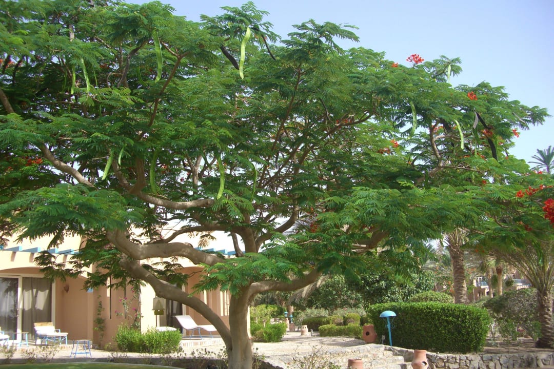 Gepflegt Club Paradisio El Gouna, Red Sea