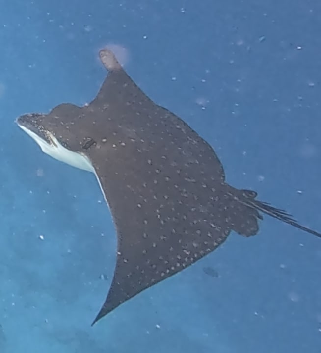 Sport & Freizeit Sun Siyam Vilu Reef