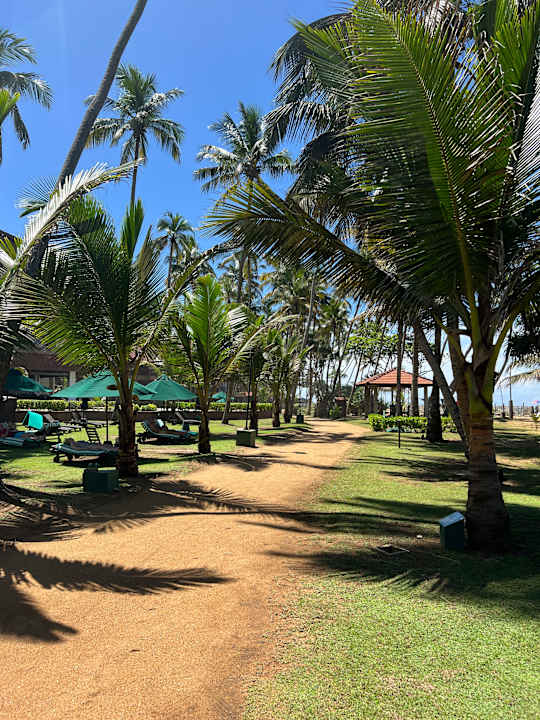 Gartenanlage Royal Palms Beach Hotel