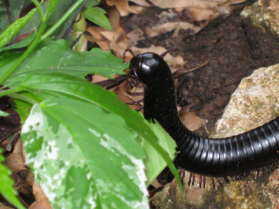 Tausendfüssler Baobab Beach Resort & Spa