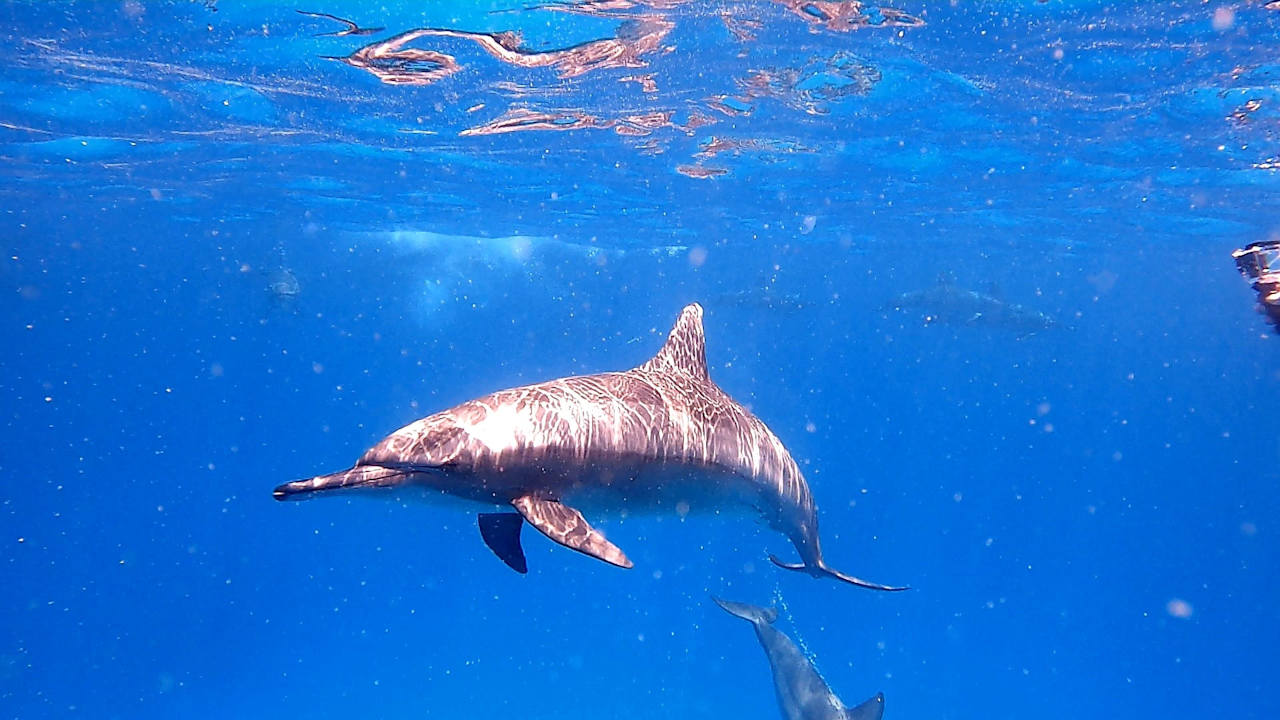 Sport & Freizeit Three Corners Sea Beach Resort