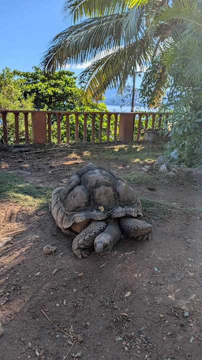 Gartenanlage Treasure Cove Hotel