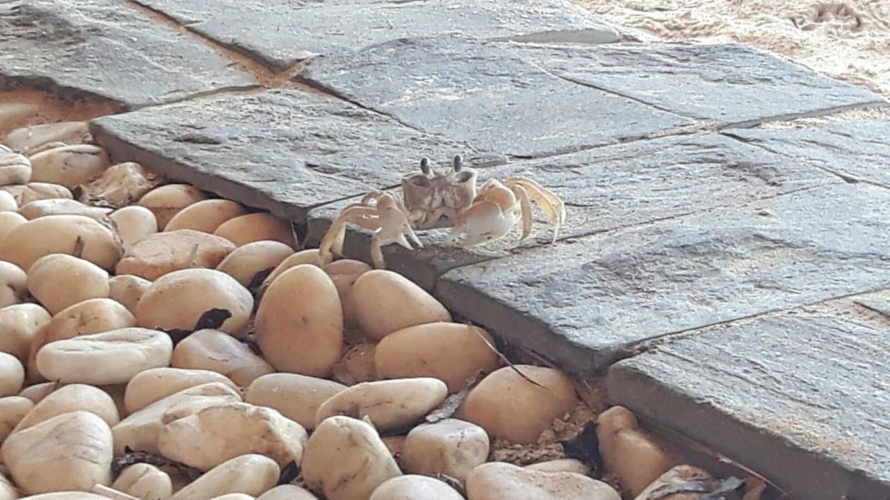 Flora i fauna Hotel Linaw Beach Resort