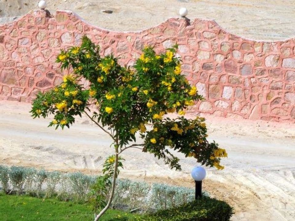 Im Garten Three Corners Happy Life Beach Resort