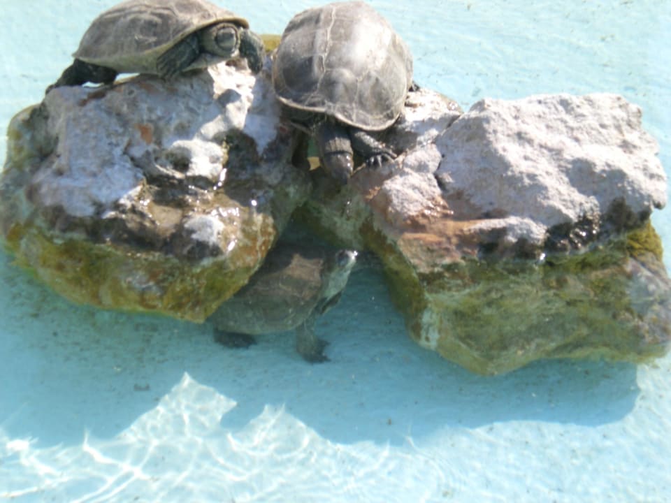 Hotel-Schildkröte Pegasos Deluxe Beach Hotel