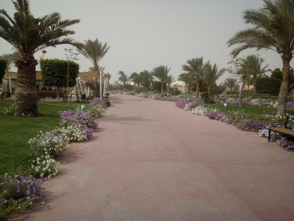 Sonstiges Desert Rose