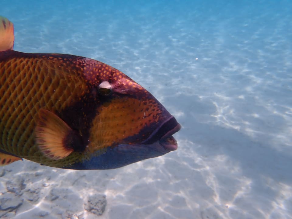 Sport & Freizeit Centara Ras Fushi Resort & Spa Maldives