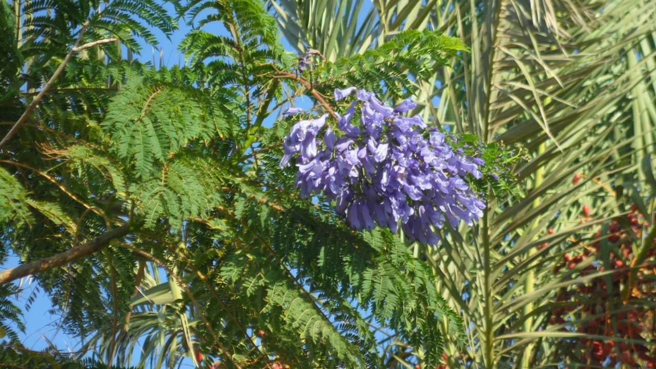 Blütenpracht Akassia Swiss Resort