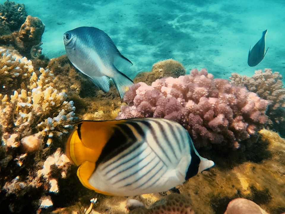 Strand ROBINSON SOMA BAY