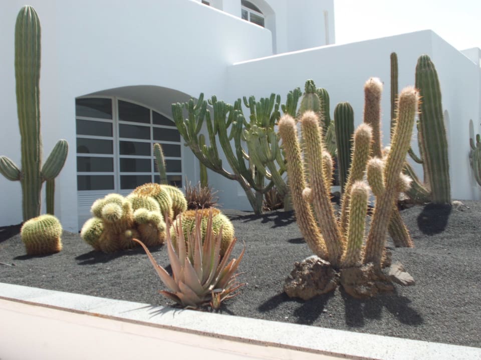 Kakten Club Jandia Princess