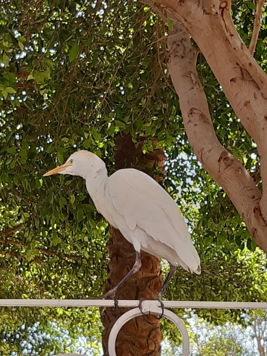 Sonstiges Desert Rose