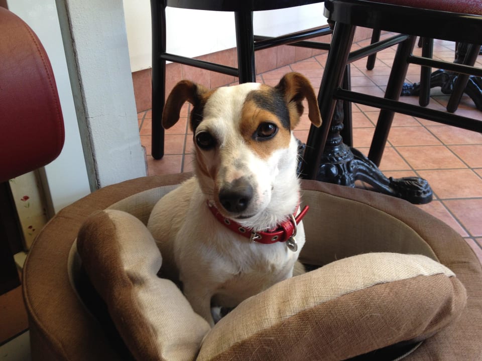 Hotelhund Hotel Charly