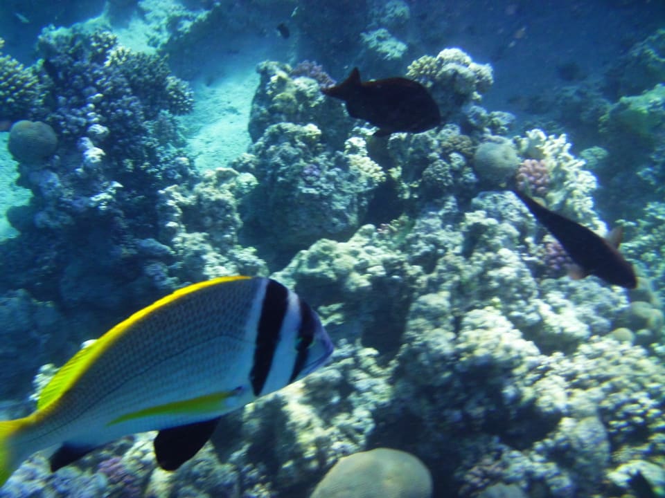 Unterwasserwelt Hausriff 1 Stella Garden Resort & Spa, Makadi Bay