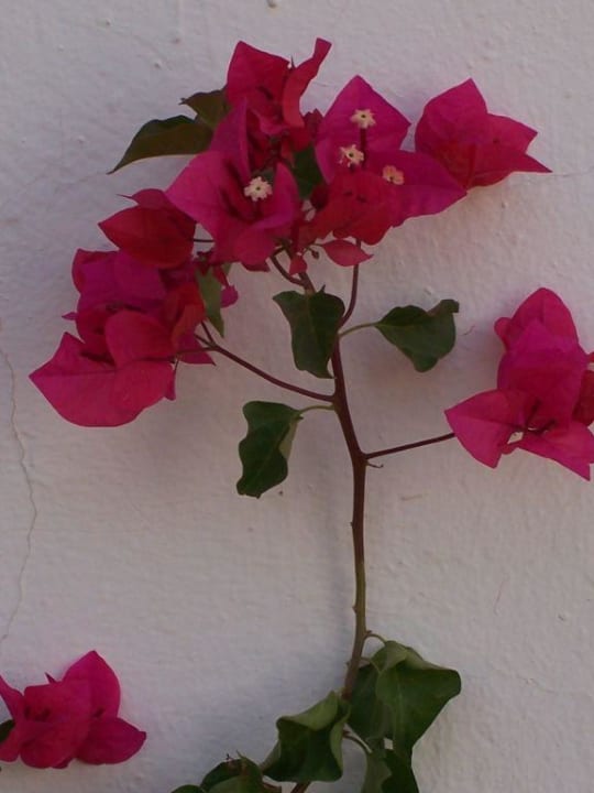 die typischen Blumen im Hotel Hotel Sangho Club Zarzis