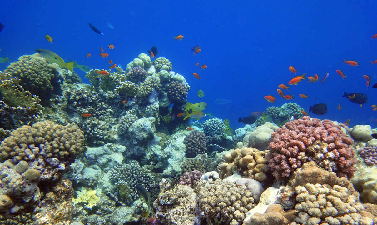 Sonstiges Swisstouch Oriental Resort Marsa Alam