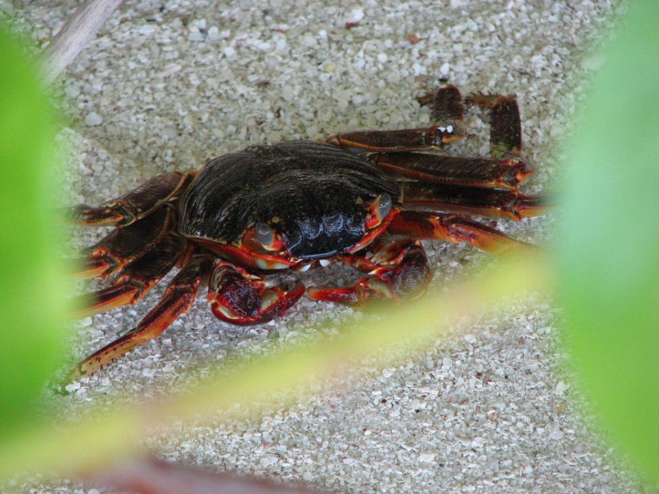 Rote Krabbe Fihalhohi Maldives