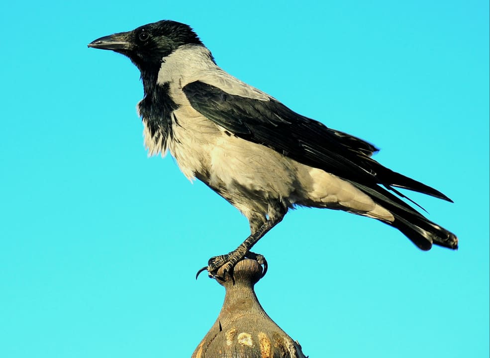 Sonstige Gäste! Steigenberger Aqua Magic