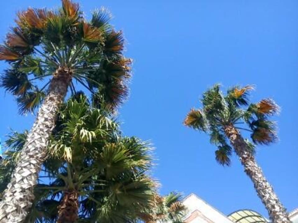 Palmen am Pool Hotel Indalo Park