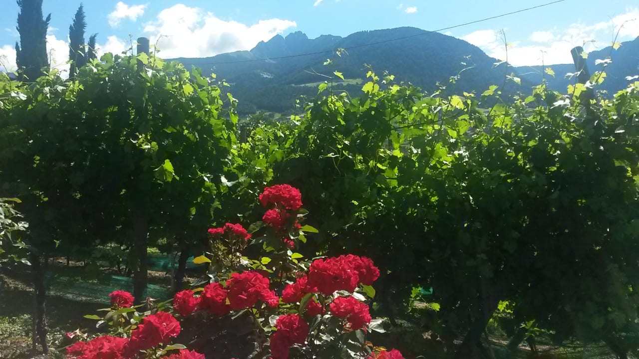 Apfelplantage Pension Schweigkofler