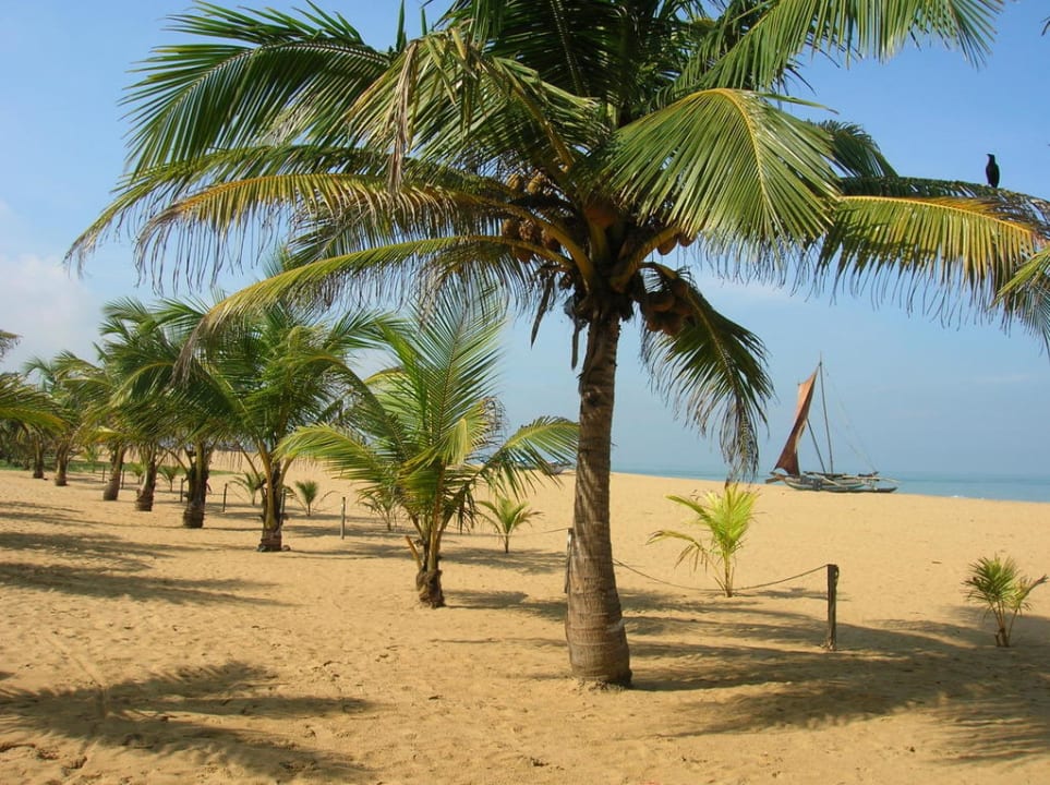 Palmenreihe, Blick nach links Goldi Sands Hotel