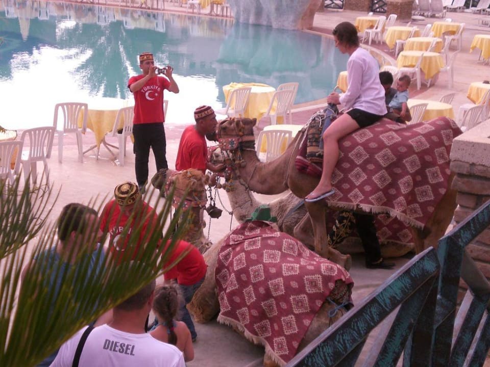 Kamele beim türkischen Abend Seaden Corolla Hotel