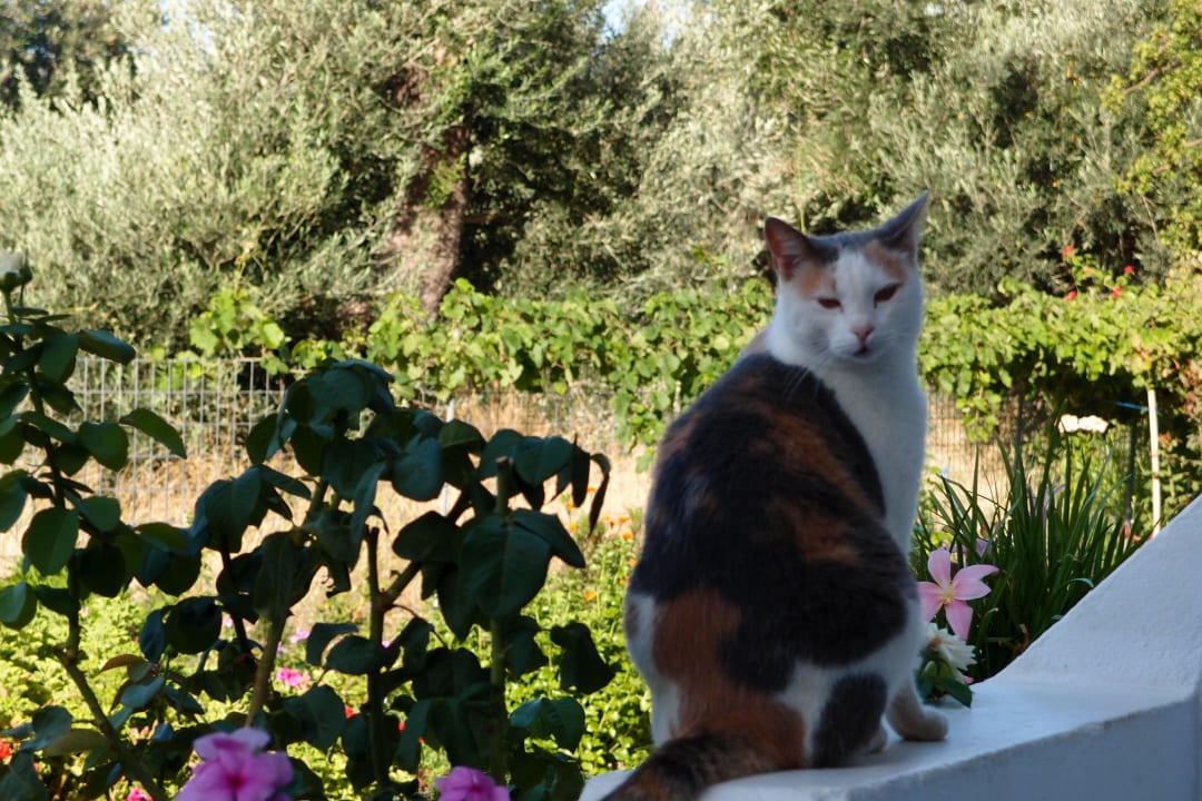 Die Hauskatze Emilia Apartments