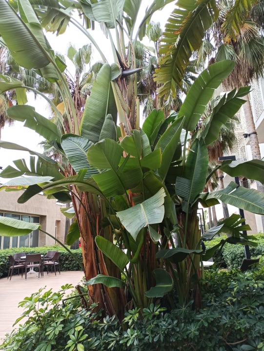 Gartenanlage Sentido Trendy Verbena Beach