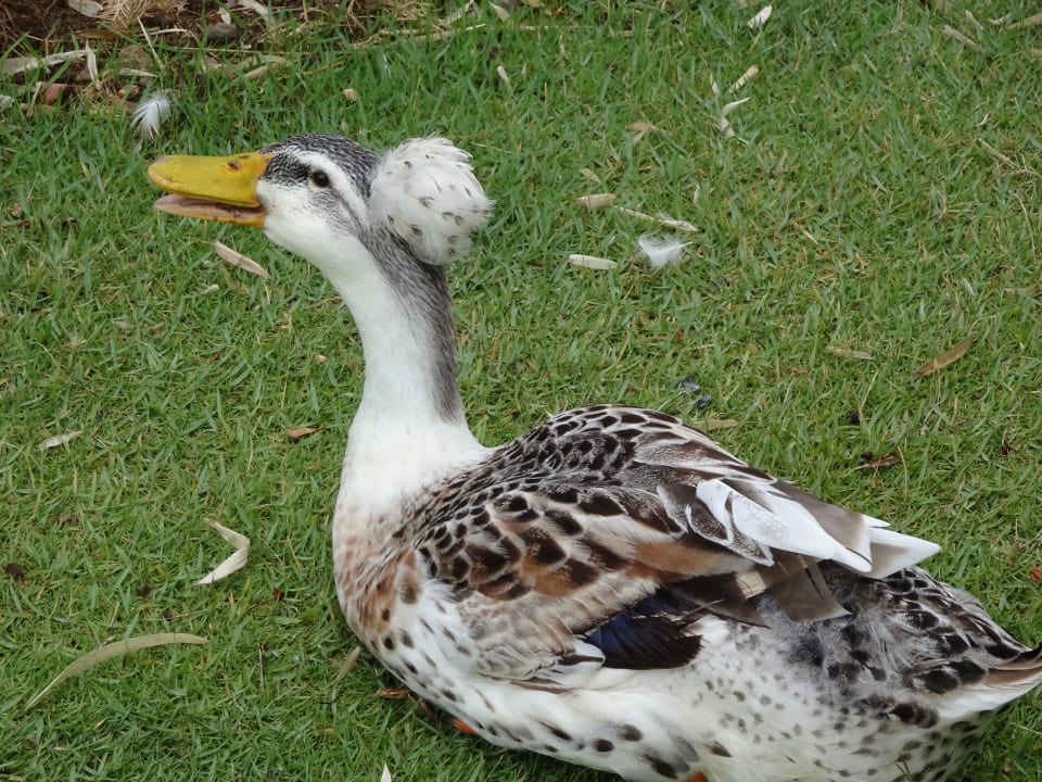 Gartenanlage Hotel Viva Dominicus Beach by Wyndham - All Inclusive Resort