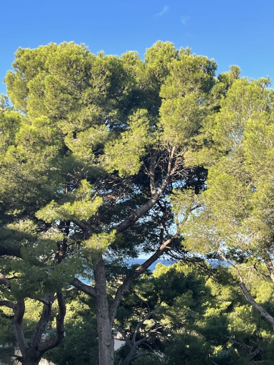 Ausblick Grupotel Orient