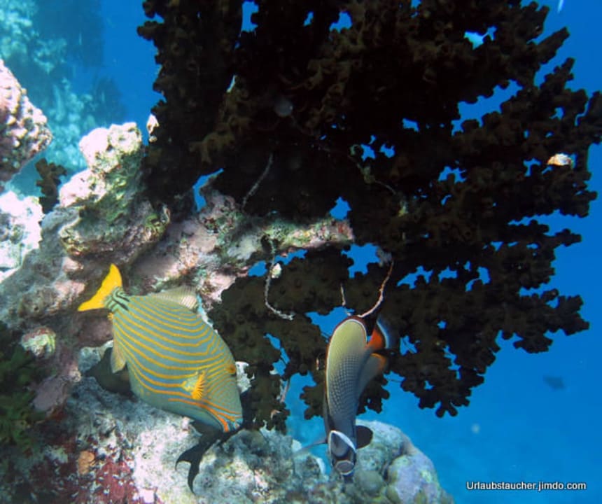 Bunte Fische Biyadhoo Island Resort