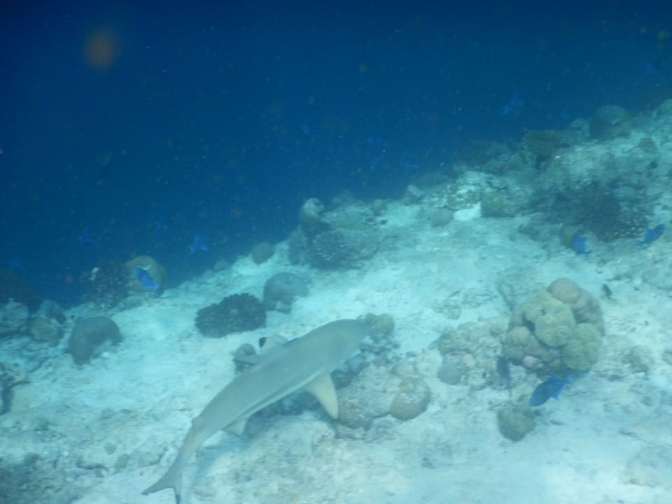 Sport & Freizeit NH Collection Maldives Reethi Resort