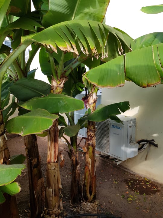 Gartenanlage LABRANDA Bahía y Villas Fañabé