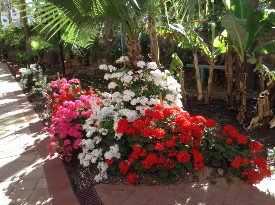 Gartenanlage im Club Dizalya  Club Dizalya