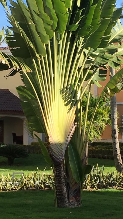 Gartenanlage Grand Palladium Punta Cana Resort & Spa