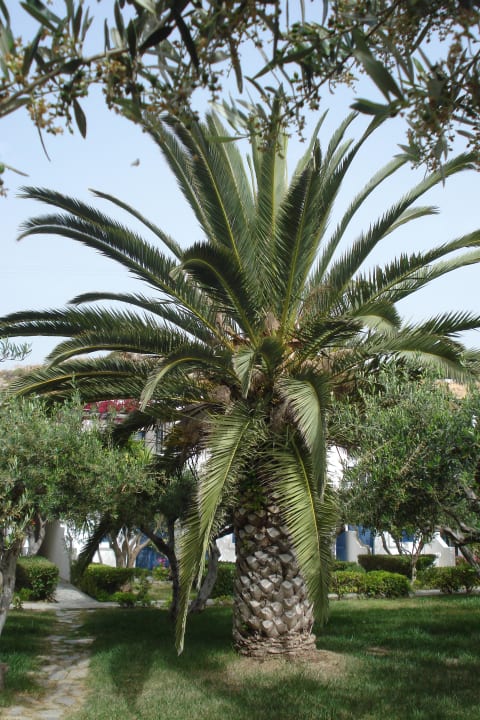 Palme Villea Village