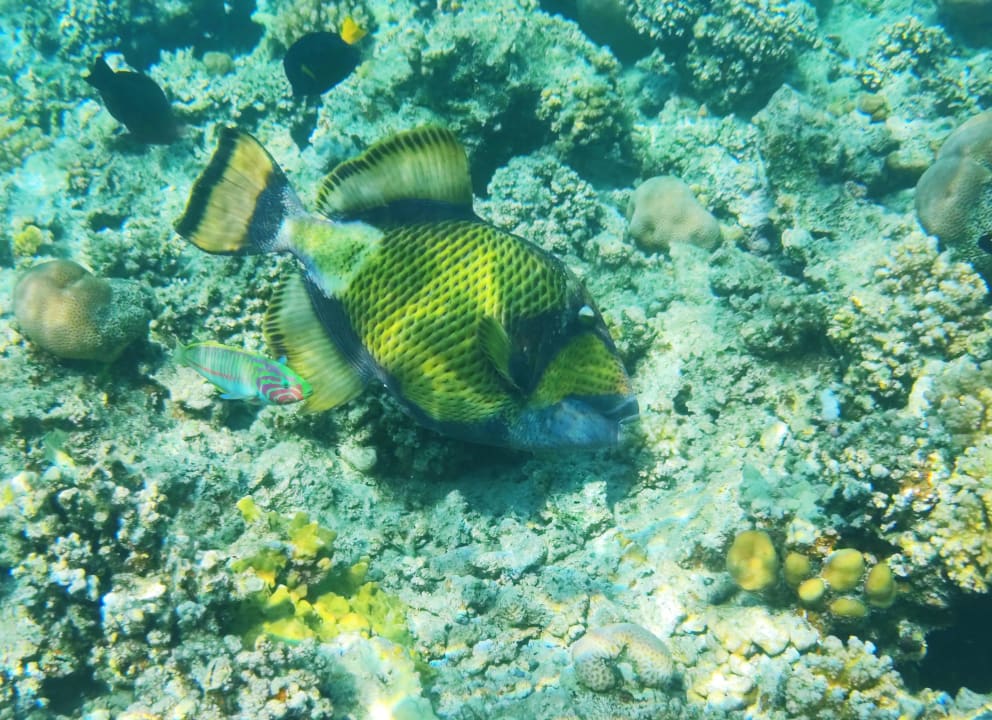 Strand Pickalbatros Sands Hotel - Port Ghalib