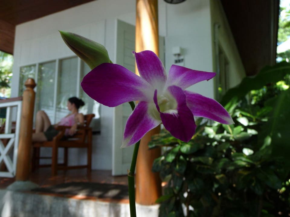 Unser Garten vom Bungalow Banana Fan Sea Resort