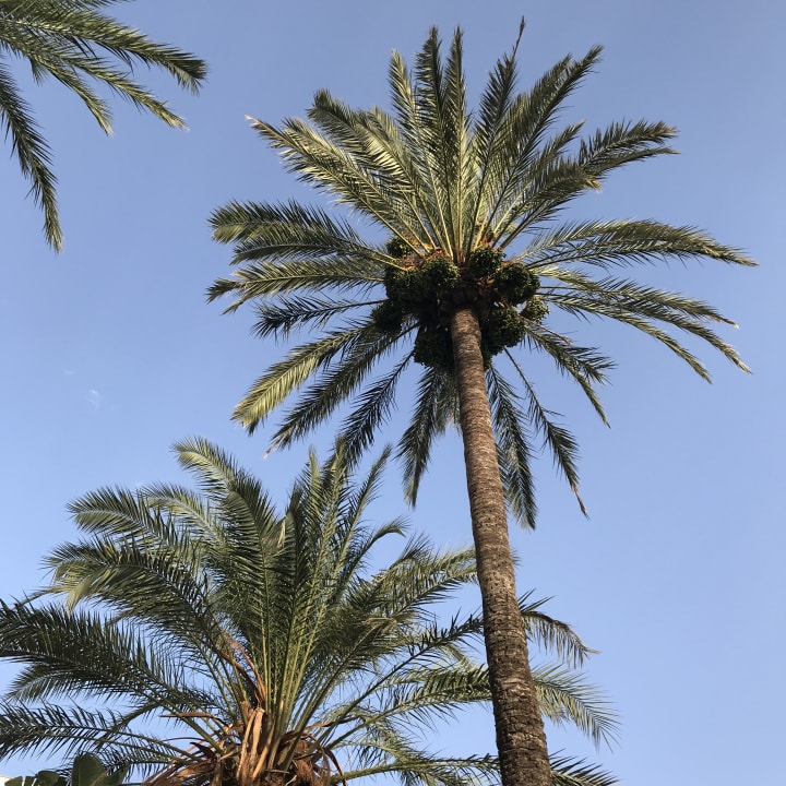 Gartenanlage Hotel Best Siroco