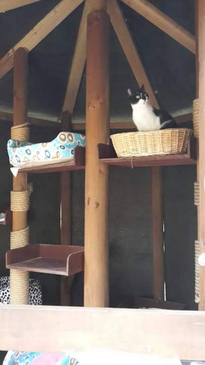 Katzenhaus Balmy Foresta